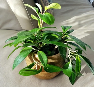 Wachsblume  und Peperomia in einem Topf