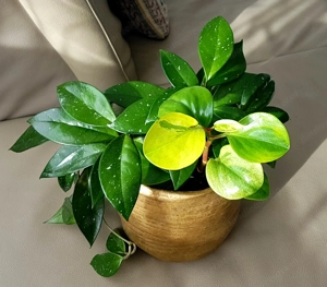 Wachsblume und Peperomia (Peperomia pecinufolia) in einem Topf Bild 3