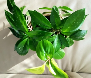 Wachsblume und Peperomia (Peperomia pecinufolia) in einem Topf Bild 4