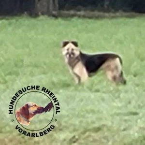 Fluffy Vermisst  Bild 2