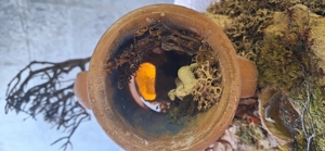 Krippe zu verkaufen Bild 4