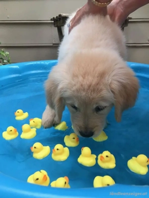 Adoptiere den Welpen Bild 2