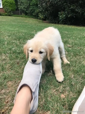 Adoptiere den Welpen Bild 3