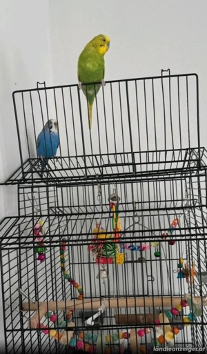 Vögel Käfig zum Bild 2