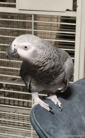 2 Graupapageien mit großer Voliere abzugeben Bild 3