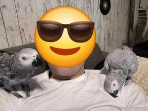 2 Graupapageien mit großer Voliere abzugeben Bild 4