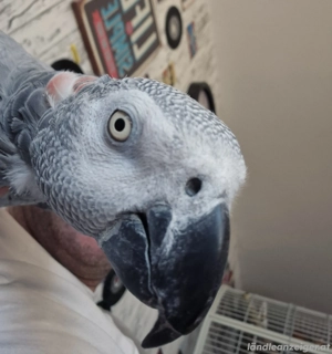 2 Graupapageien mit großer Voliere abzugeben Bild 5