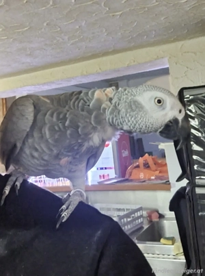 2 Graupapageien mit großer Voliere abzugeben Bild 2