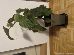 Begonia Pflanze Bild 2