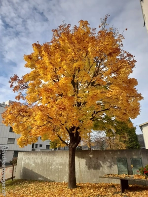 Suche Arbeit über die Feiertage bis 6.1.2026 oder länger