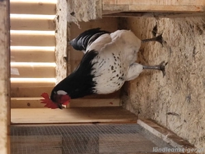 Hähne zu Verschenken Bild 4