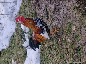 Hähne zu Verschenken Bild 3