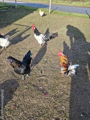 Hähne zu Verschenken Bild 2