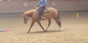 Western Reitbeteiligung für braven Quarter Horse Wallach Bild 2