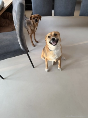 Zenzi - eine sanfte Hündin auf der Suche nach ihrer Familie  Bild 4