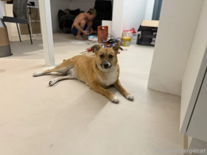 Zenzi - eine sanfte Hündin auf der Suche nach ihrer Familie  Bild 3