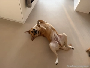 Zenzi - eine sanfte Hündin auf der Suche nach ihrer Familie  Bild 2