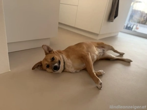 Zenzi - eine sanfte Hündin auf der Suche nach ihrer Familie  Bild 7