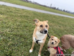 Zenzi - eine sanfte Hündin auf der Suche nach ihrer Familie  Bild 5