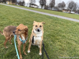 Zenzi - eine sanfte Hündin auf der Suche nach ihrer Familie  Bild 8