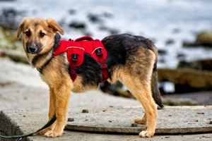 Vitto - ein kleiner Herzensbrecher auf vier Pfoten Bild 6