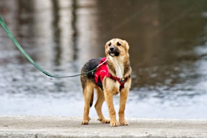 Vitto - ein kleiner Herzensbrecher auf vier Pfoten Bild 5