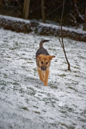 Vitto - ein kleiner Herzensbrecher auf vier Pfoten Bild 2