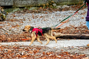 Vitto - ein kleiner Herzensbrecher auf vier Pfoten Bild 8