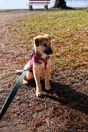 Vitto - ein kleiner Herzensbrecher auf vier Pfoten Bild 3