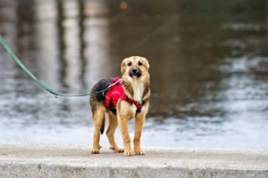 Vitto - ein kleiner Herzensbrecher auf vier Pfoten Bild 9
