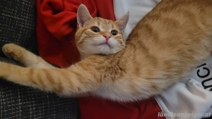 Junger Kater vermisst Bild 4