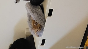 Junger Kater vermisst Bild 2