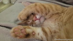 Junger Kater vermisst Bild 3