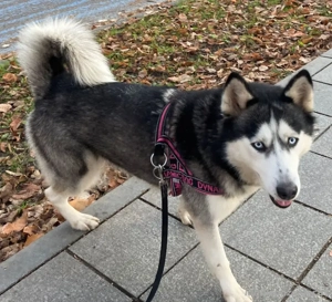 Freya möchte bei IHNEN ihr Glück finden Bild 4