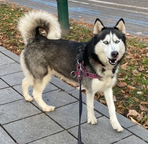 Freya möchte bei IHNEN ihr Glück finden Bild 6