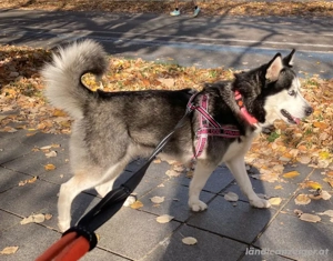 Freya möchte bei IHNEN ihr Glück finden Bild 2