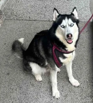 Freya möchte bei IHNEN ihr Glück finden Bild 3