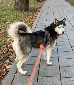 Freya möchte bei IHNEN ihr Glück finden Bild 5