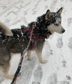 Freya möchte bei IHNEN ihr Glück finden Bild 7