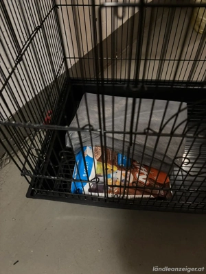 vogel Käfig Bild 3