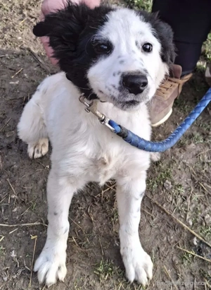 Taffy freut sich auf SIE Bild 3