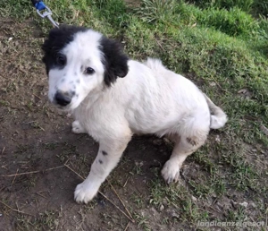 Taffy freut sich auf SIE Bild 4