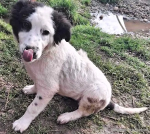 Taffy freut sich auf SIE Bild 2