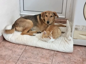 Sova möchte Teil IHRER Familie werden Bild 6