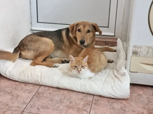 Sova möchte Teil IHRER Familie werden Bild 5