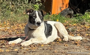 Sissy sucht ein feines Zuhause Bild 3