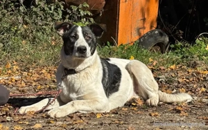 Sissy sucht ein feines Zuhause Bild 2