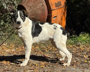 Sissy sucht ein feines Zuhause