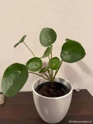 Zimmerpflanze Bild 2