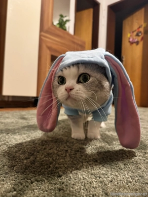 Britisch Kurzhaarkatze silver Bild 2